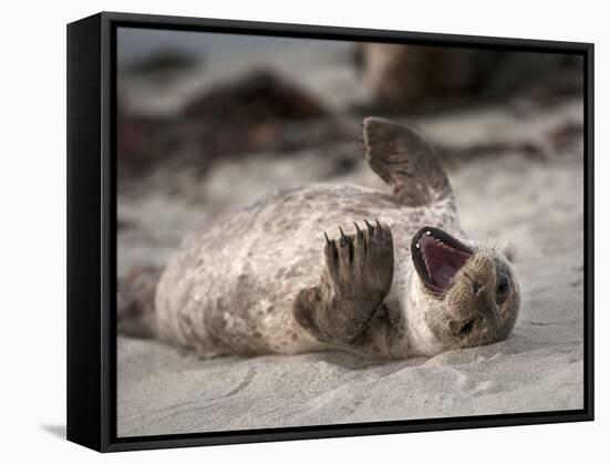 California, La Jolla. Baby Harbor Seal on Beach-Jaynes Gallery-Framed Stretched Canvas