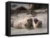 California, La Jolla. Baby Harbor Seal on Beach-Jaynes Gallery-Framed Stretched Canvas