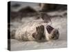 California, La Jolla. Baby Harbor Seal on Beach-Jaynes Gallery-Stretched Canvas