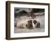 California, La Jolla. Baby Harbor Seal on Beach-Jaynes Gallery-Framed Photographic Print