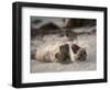 California, La Jolla. Baby Harbor Seal on Beach-Jaynes Gallery-Framed Photographic Print