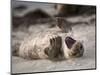 California, La Jolla. Baby Harbor Seal on Beach-Jaynes Gallery-Mounted Photographic Print