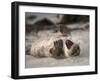 California, La Jolla. Baby Harbor Seal on Beach-Jaynes Gallery-Framed Photographic Print