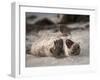 California, La Jolla. Baby Harbor Seal on Beach-Jaynes Gallery-Framed Photographic Print