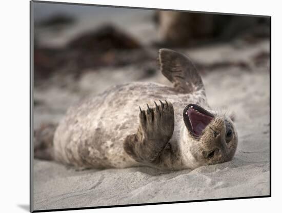 California, La Jolla. Baby Harbor Seal on Beach-Jaynes Gallery-Mounted Photographic Print
