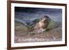 California, La Jolla. Baby Harbor Seal on Beach-Jaynes Gallery-Framed Photographic Print