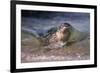 California, La Jolla. Baby Harbor Seal on Beach-Jaynes Gallery-Framed Photographic Print