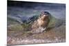 California, La Jolla. Baby Harbor Seal on Beach-Jaynes Gallery-Mounted Photographic Print