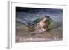 California, La Jolla. Baby Harbor Seal on Beach-Jaynes Gallery-Framed Photographic Print