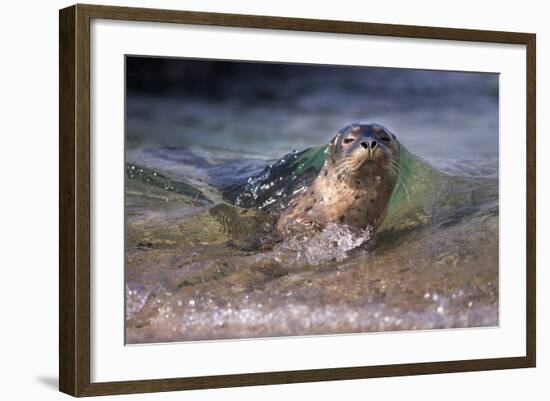 California, La Jolla. Baby Harbor Seal on Beach-Jaynes Gallery-Framed Photographic Print