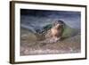 California, La Jolla. Baby Harbor Seal on Beach-Jaynes Gallery-Framed Photographic Print