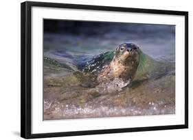 California, La Jolla. Baby Harbor Seal on Beach-Jaynes Gallery-Framed Photographic Print