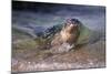 California, La Jolla. Baby Harbor Seal on Beach-Jaynes Gallery-Mounted Photographic Print