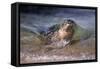 California, La Jolla. Baby Harbor Seal on Beach-Jaynes Gallery-Framed Stretched Canvas