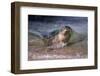 California, La Jolla. Baby Harbor Seal on Beach-Jaynes Gallery-Framed Premium Photographic Print