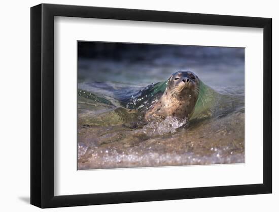 California, La Jolla. Baby Harbor Seal on Beach-Jaynes Gallery-Framed Premium Photographic Print