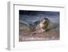 California, La Jolla. Baby Harbor Seal on Beach-Jaynes Gallery-Framed Premium Photographic Print