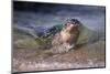 California, La Jolla. Baby Harbor Seal on Beach-Jaynes Gallery-Mounted Premium Photographic Print