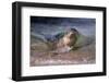 California, La Jolla. Baby Harbor Seal on Beach-Jaynes Gallery-Framed Photographic Print