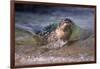 California, La Jolla. Baby Harbor Seal on Beach-Jaynes Gallery-Framed Photographic Print