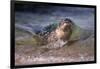 California, La Jolla. Baby Harbor Seal on Beach-Jaynes Gallery-Framed Photographic Print