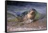 California, La Jolla. Baby Harbor Seal on Beach-Jaynes Gallery-Framed Stretched Canvas