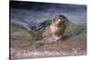 California, La Jolla. Baby Harbor Seal on Beach-Jaynes Gallery-Stretched Canvas