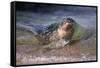 California, La Jolla. Baby Harbor Seal on Beach-Jaynes Gallery-Framed Stretched Canvas