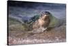 California, La Jolla. Baby Harbor Seal on Beach-Jaynes Gallery-Stretched Canvas