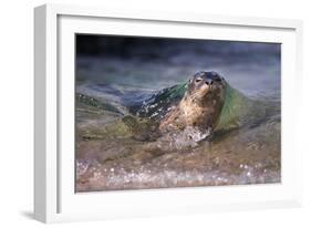 California, La Jolla. Baby Harbor Seal on Beach-Jaynes Gallery-Framed Photographic Print