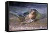 California, La Jolla. Baby Harbor Seal on Beach-Jaynes Gallery-Framed Stretched Canvas