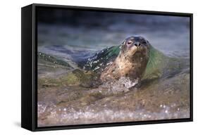 California, La Jolla. Baby Harbor Seal on Beach-Jaynes Gallery-Framed Stretched Canvas