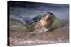 California, La Jolla. Baby Harbor Seal on Beach-Jaynes Gallery-Stretched Canvas