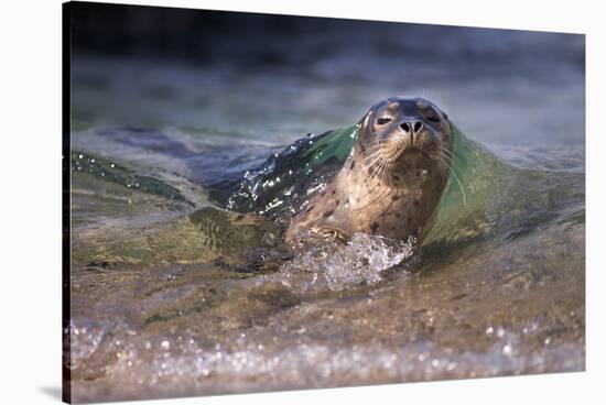 California, La Jolla. Baby Harbor Seal on Beach-Jaynes Gallery-Stretched Canvas