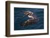 California, La Jolla. Brown Pelican Flying over Ocean-Jaynes Gallery-Framed Photographic Print