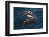 California, La Jolla. Brown Pelican Flying over Ocean-Jaynes Gallery-Framed Photographic Print