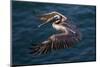 California, La Jolla. Brown Pelican Flying over Ocean-Jaynes Gallery-Mounted Photographic Print