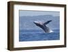 California, La Jolla. Humpback Whale Breaching-Jaynes Gallery-Framed Photographic Print