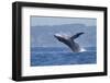 California, La Jolla. Humpback Whale Breaching-Jaynes Gallery-Framed Photographic Print