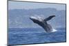 California, La Jolla. Humpback Whale Breaching-Jaynes Gallery-Mounted Photographic Print