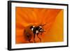 California. Ladybug on a Poppy-Jaynes Gallery-Framed Photographic Print