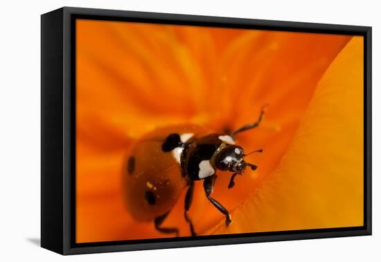 California. Ladybug on a Poppy-Jaynes Gallery-Framed Stretched Canvas