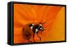 California. Ladybug on a Poppy-Jaynes Gallery-Framed Stretched Canvas