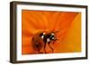 California. Ladybug on a Poppy-Jaynes Gallery-Framed Photographic Print