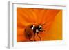 California. Ladybug on a Poppy-Jaynes Gallery-Framed Photographic Print