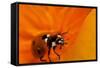 California. Ladybug on a Poppy-Jaynes Gallery-Framed Stretched Canvas