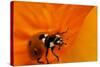 California. Ladybug on a Poppy-Jaynes Gallery-Stretched Canvas
