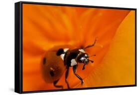 California. Ladybug on a Poppy-Jaynes Gallery-Framed Stretched Canvas