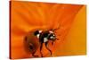 California. Ladybug on a Poppy-Jaynes Gallery-Stretched Canvas