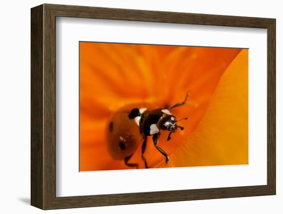 California. Ladybug on a Poppy-Jaynes Gallery-Framed Photographic Print